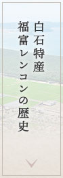 白石特産福富レンコンの歴史